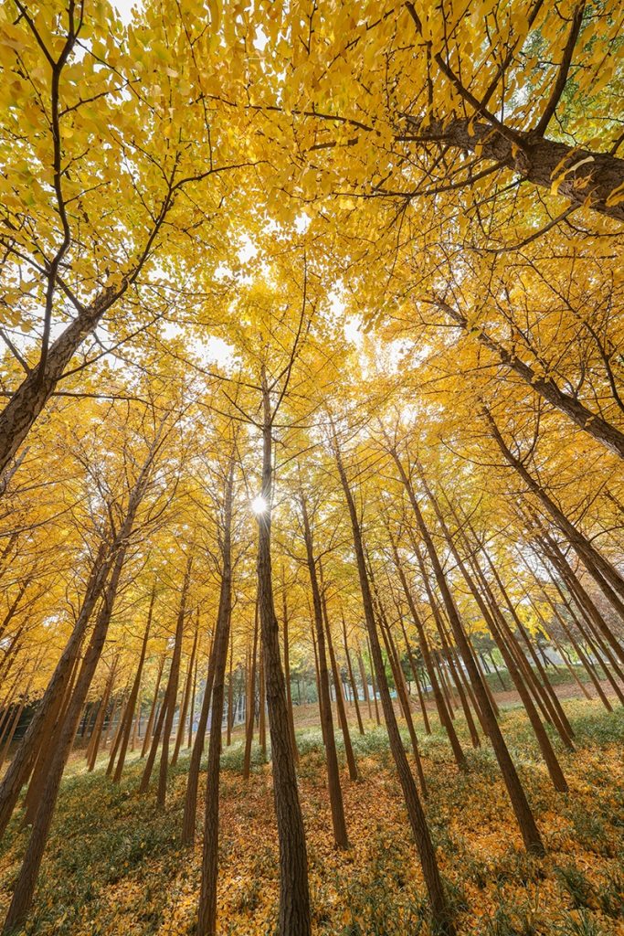 佳能RF10-20mm F4 L IS STM评测——小巧超广新境界