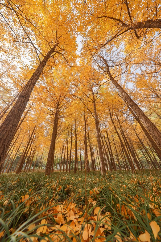 佳能RF10-20mm F4 L IS STM评测——小巧超广新境界