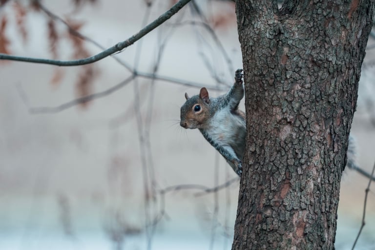 索尼 FE 300mm F/2.8 GM OSS 评测