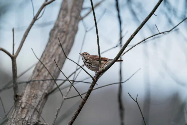 索尼 FE 300mm F/2.8 GM OSS 评测