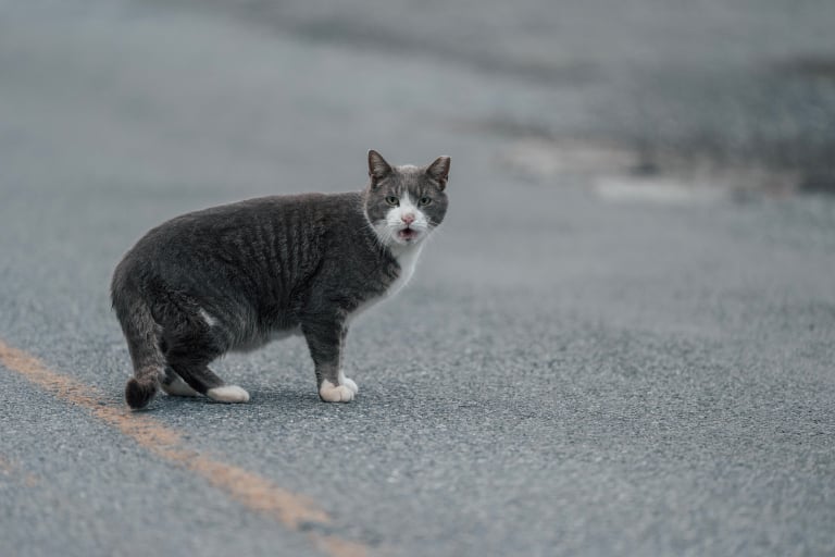 索尼 FE 300mm F/2.8 GM OSS 评测