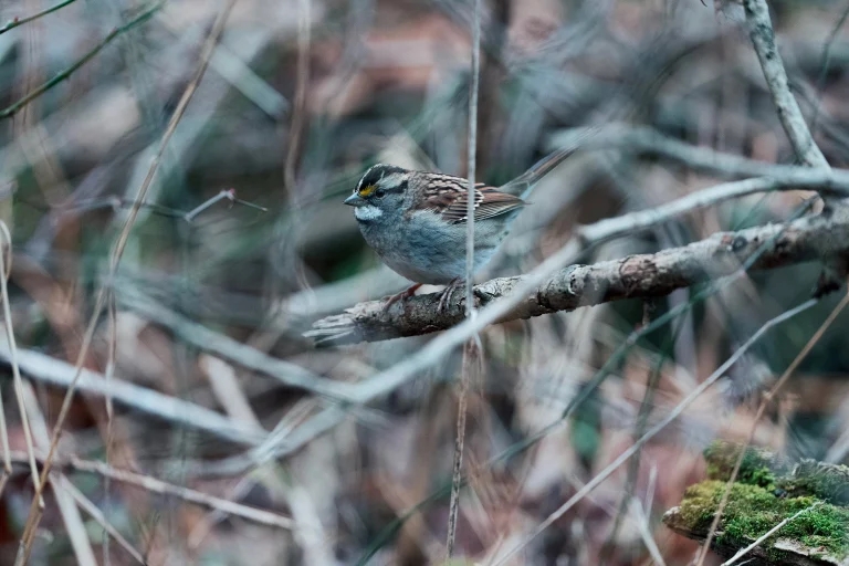 索尼 FE 300mm F/2.8 GM OSS 评测