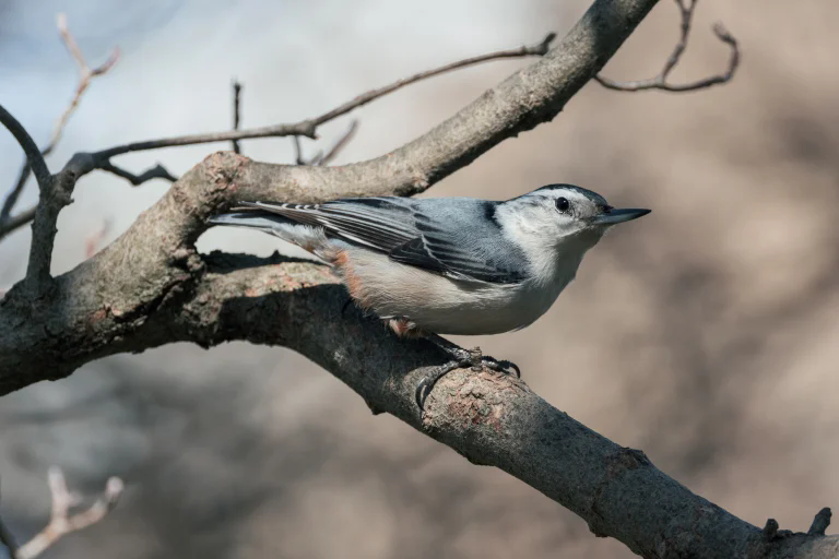 佳能 RF 200-800mm F6.3-9 IS USM 评测