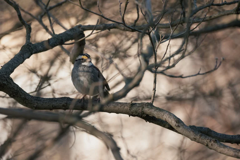 佳能 RF 200-800mm F6.3-9 IS USM 评测