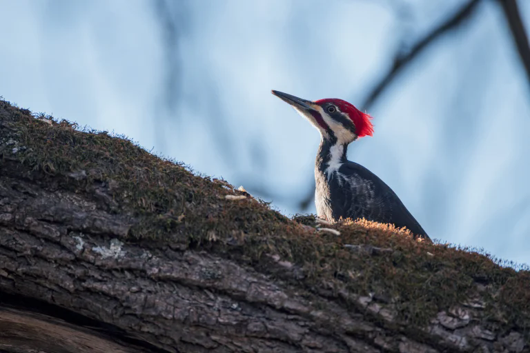 佳能 RF 200-800mm F6.3-9 IS USM 评测