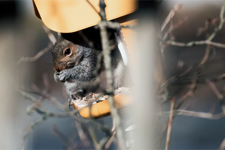 佳能 RF 200-800mm F6.3-9 IS USM 评测