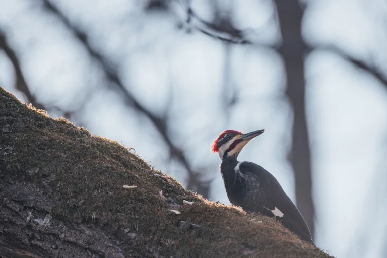 佳能 RF 200-800mm F6.3-9 IS USM 评测